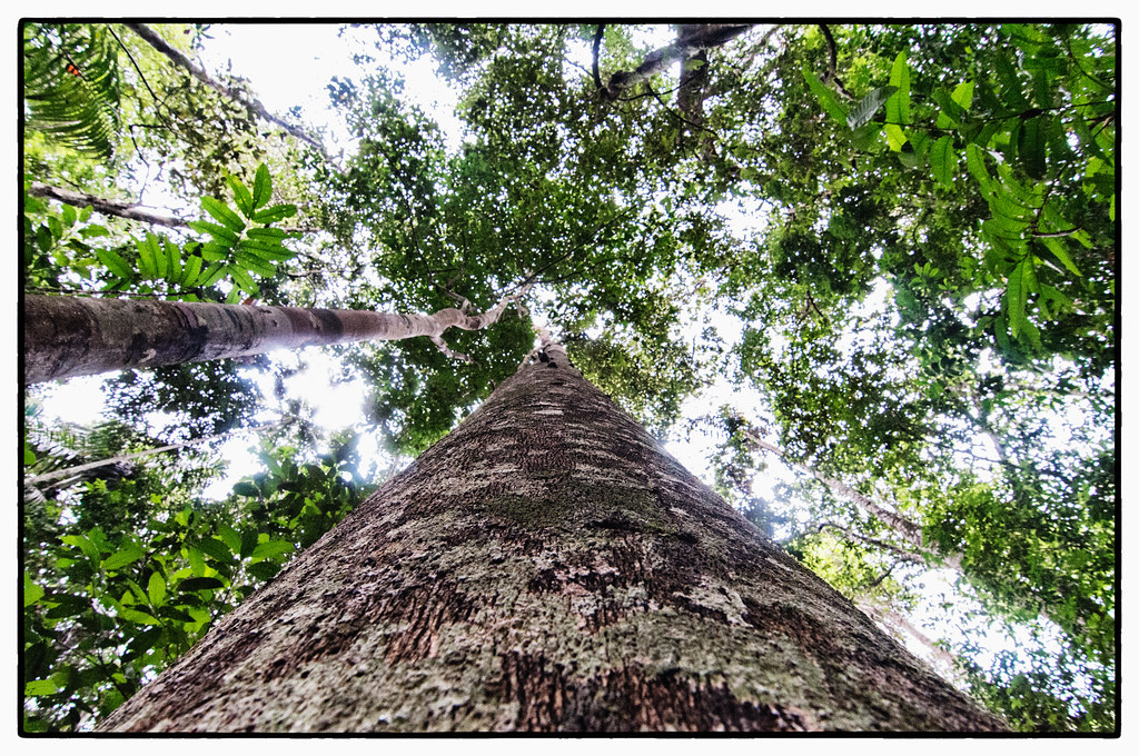 Copaiba Oleoresin 30ml / 90ml - Image 8