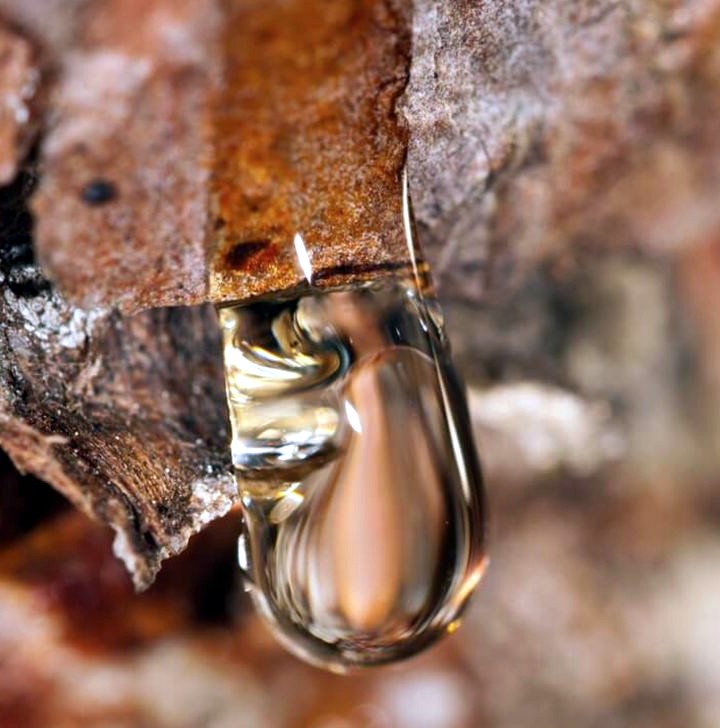 Copaiba Oleoresin 30ml / 90ml - Image 7