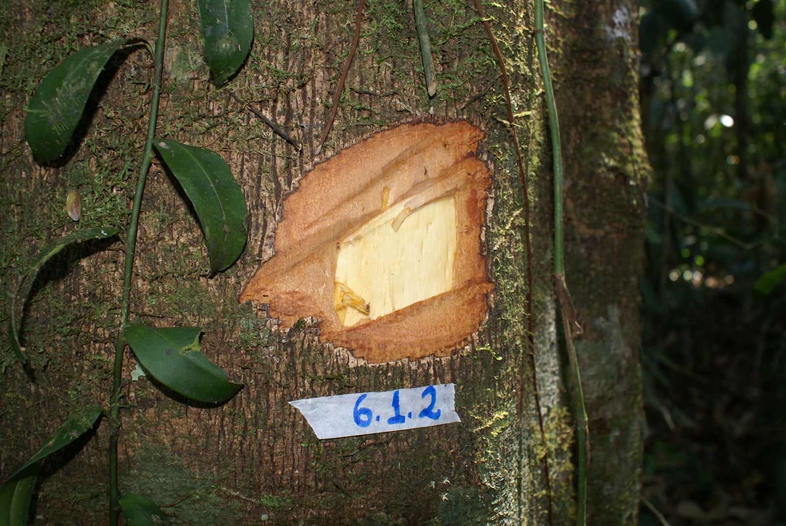 Copaiba Oleoresin 30ml / 90ml - Image 3