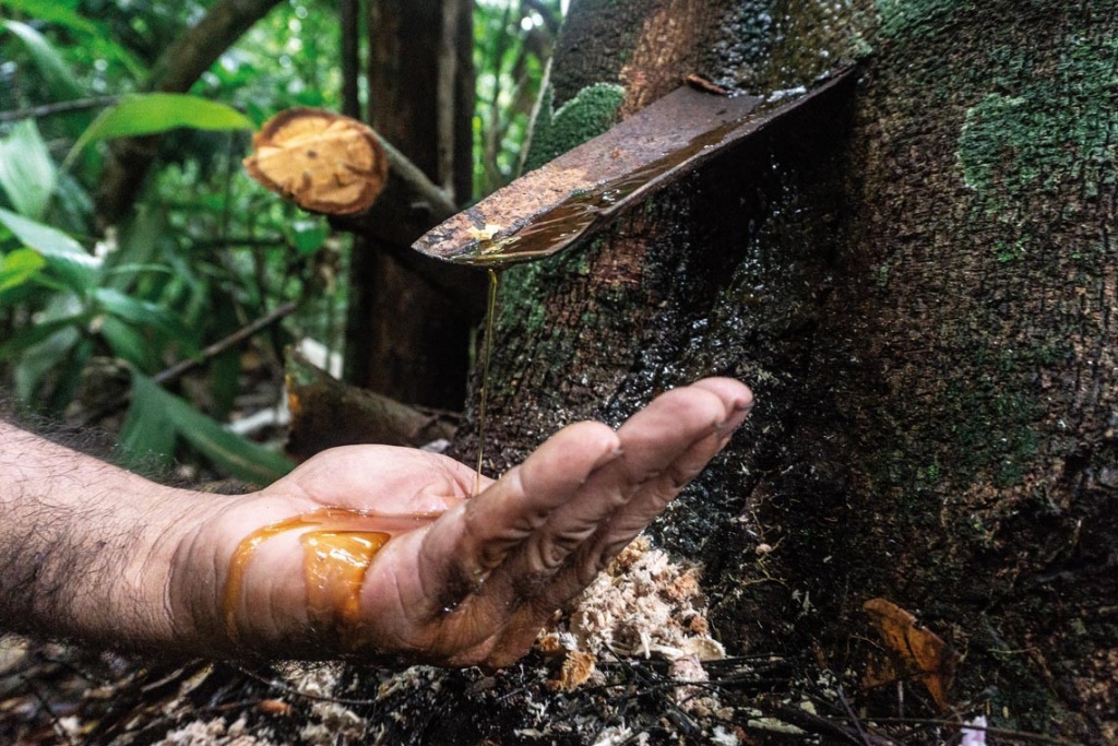 Copaiba Oleoresin 30ml / 90ml - Image 4